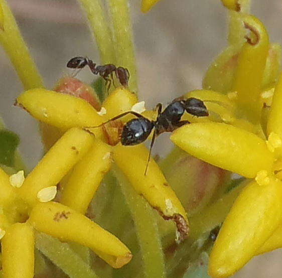 Image de Camponotus werthi Forel 1908