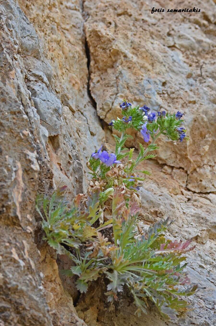 Image of Campanula laciniata L.