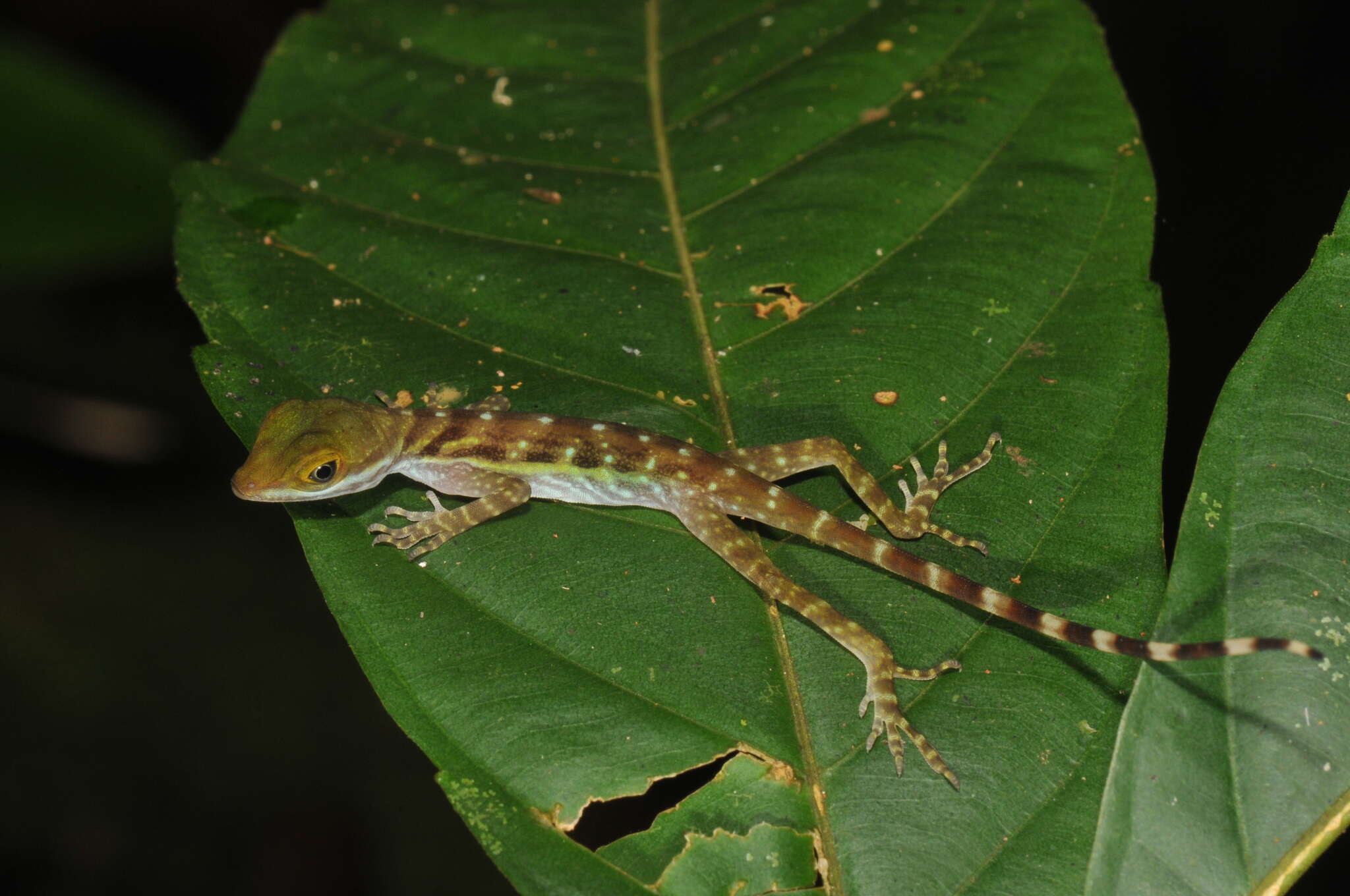 Image of Water  Anole