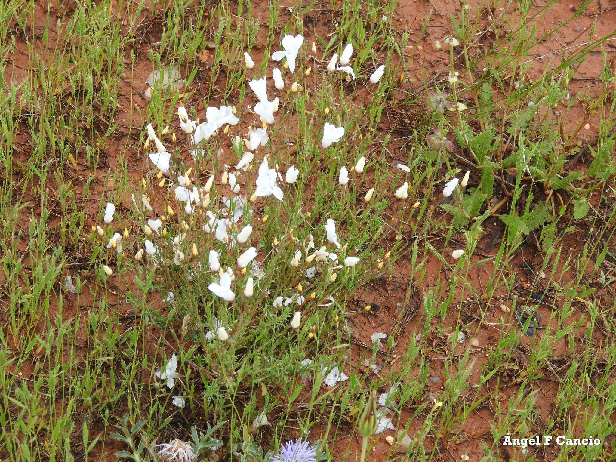 Image of Linum suffruticosum L.