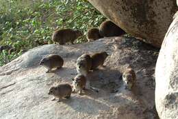 Image of Bush Hyrax