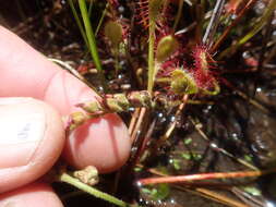 Image of Drosera collinsiae Brown ex Burtt Davy