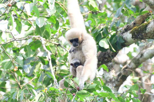 Image of White-handed Gibbon