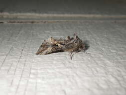 Image of Alfalfa Looper Moth