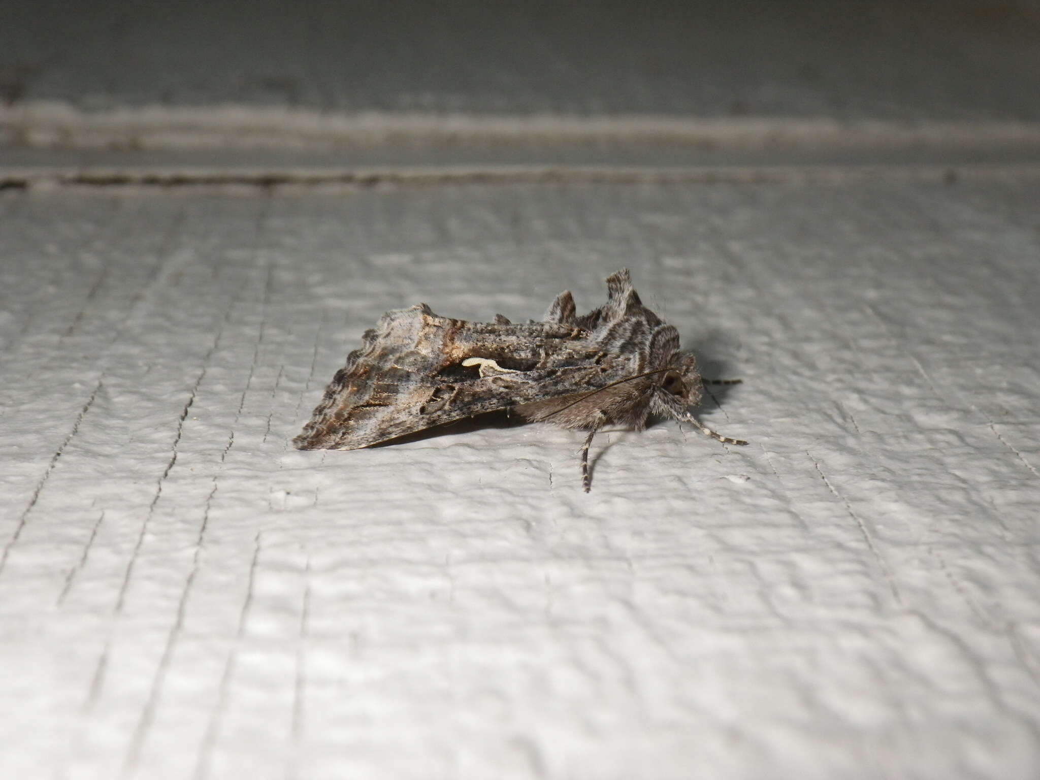 Image of Alfalfa Looper Moth