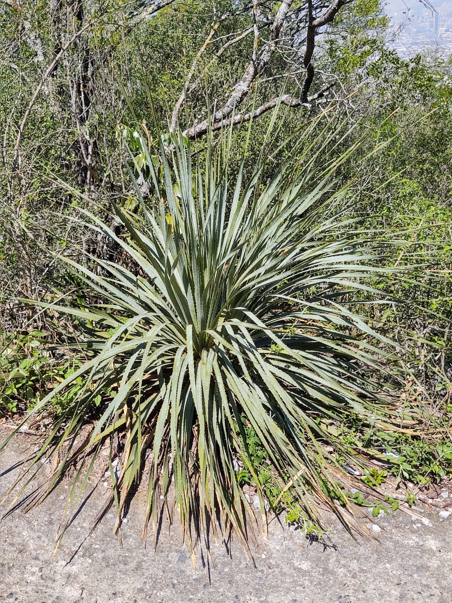 Image of Dasylirion berlandieri S. Watson