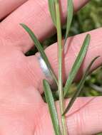 Image of narrowleaf whitetop aster