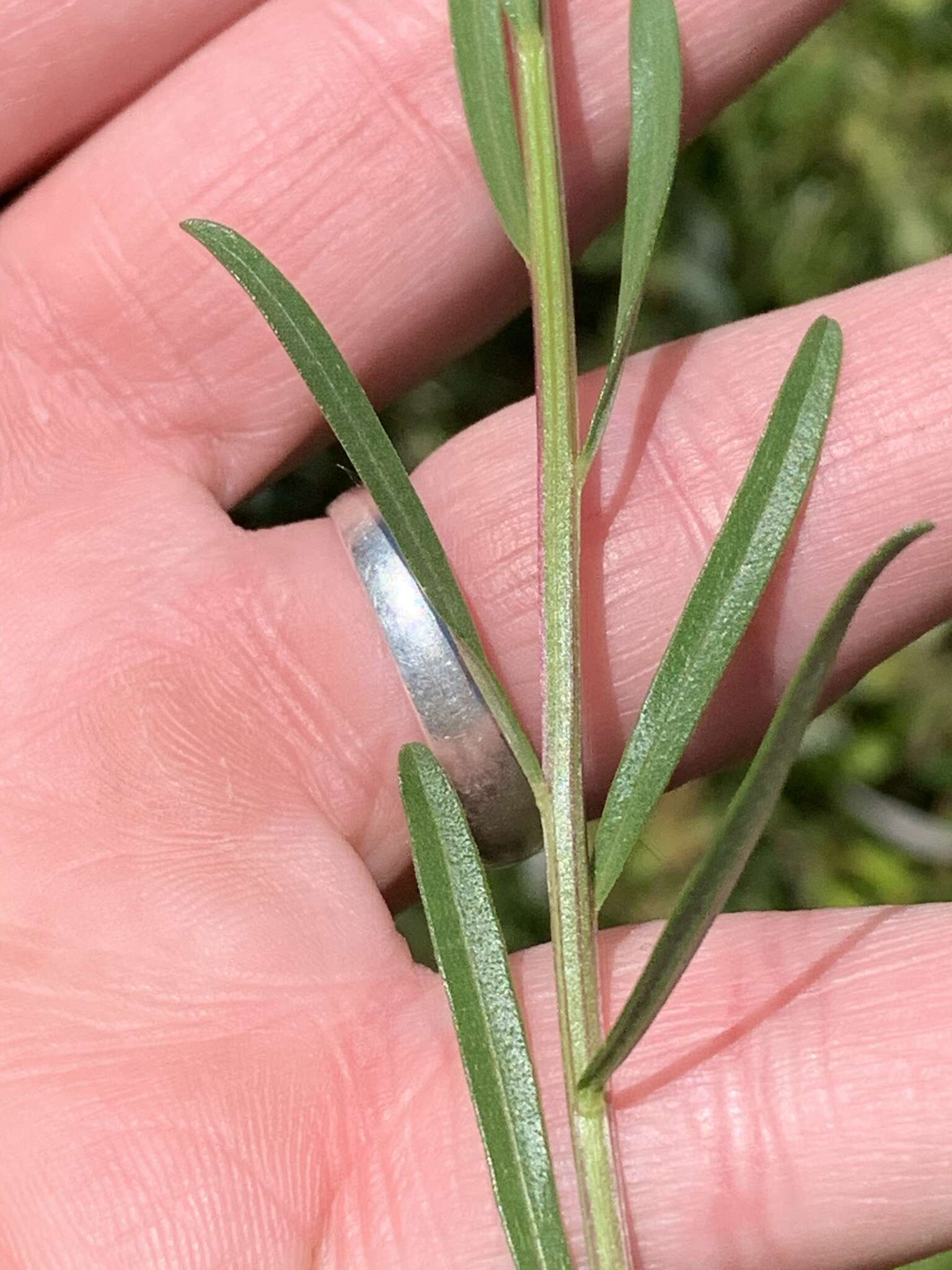 Image of narrowleaf whitetop aster