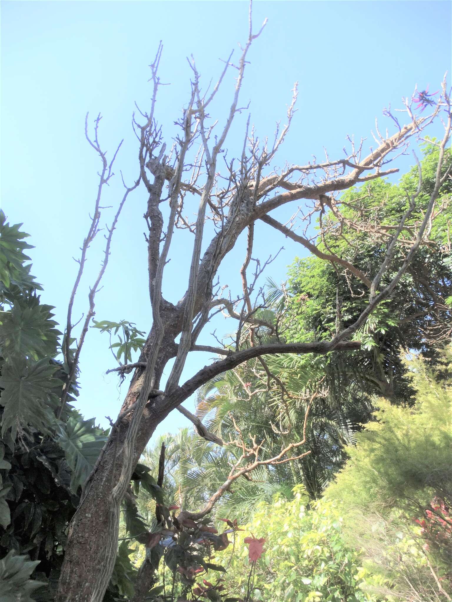 Image of Common Coral tree