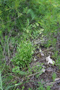 Image of Silene saxatilis Sims