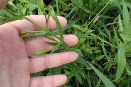 Image of Allegheny monkeyflower