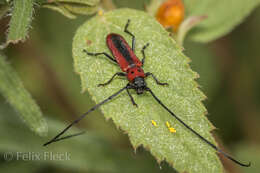 Image of Tylosis suturalis White 1853