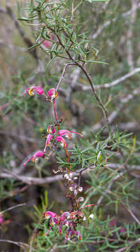 Image of Grevillea patentiloba F. Müll.