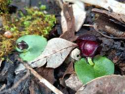 Plancia ëd Corybas recurvus D. L. Jones