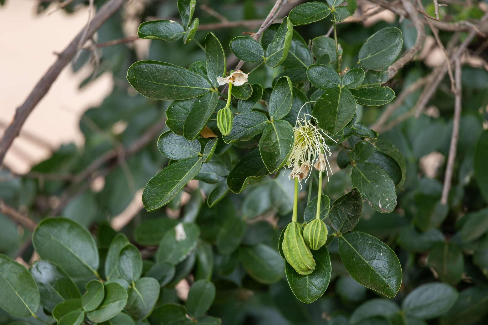 Image of Cucumber-bush