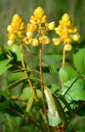 Image of <i>Senna magnifolia</i>