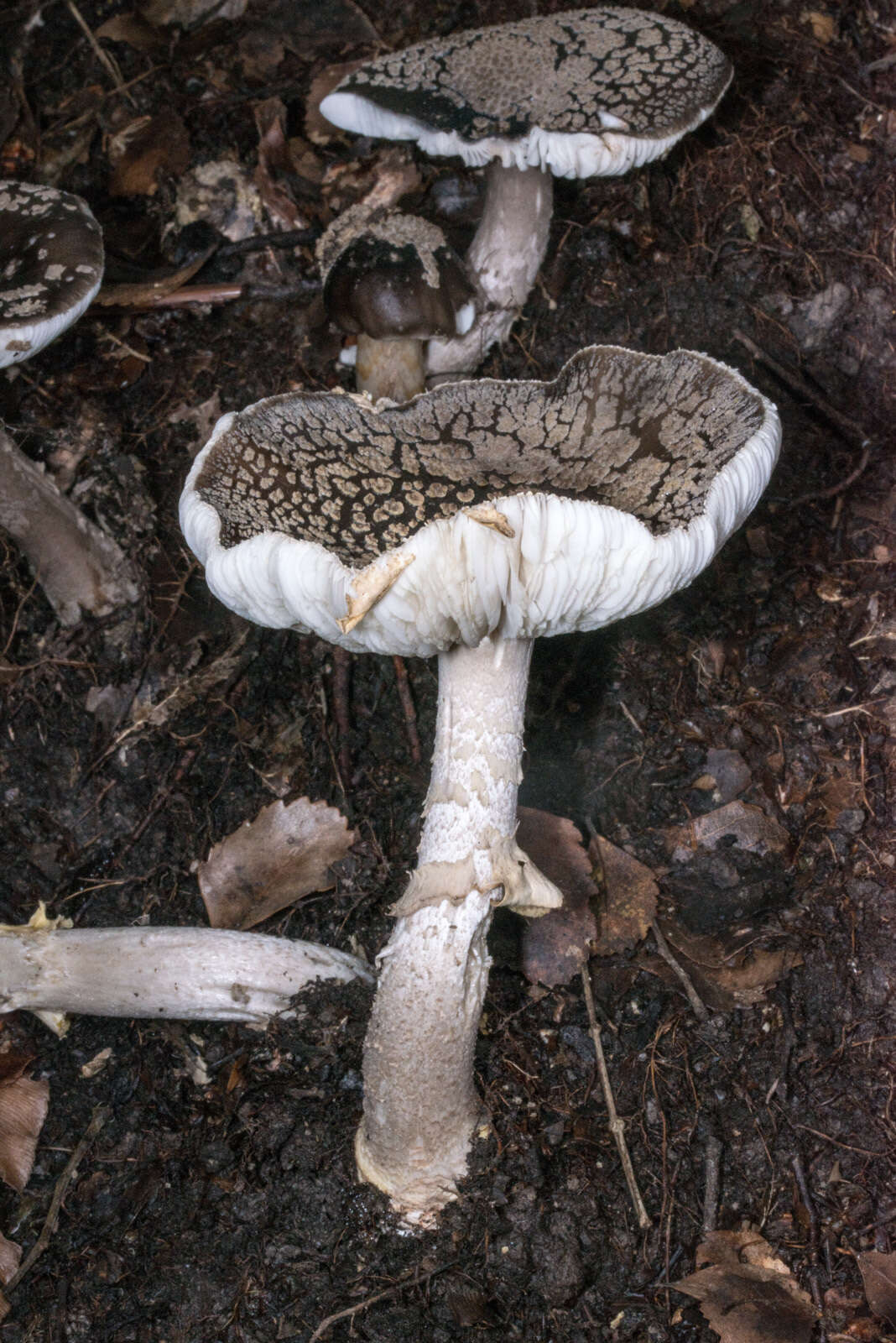 Plancia ëd Amanita karea G. S. Ridl. 1991