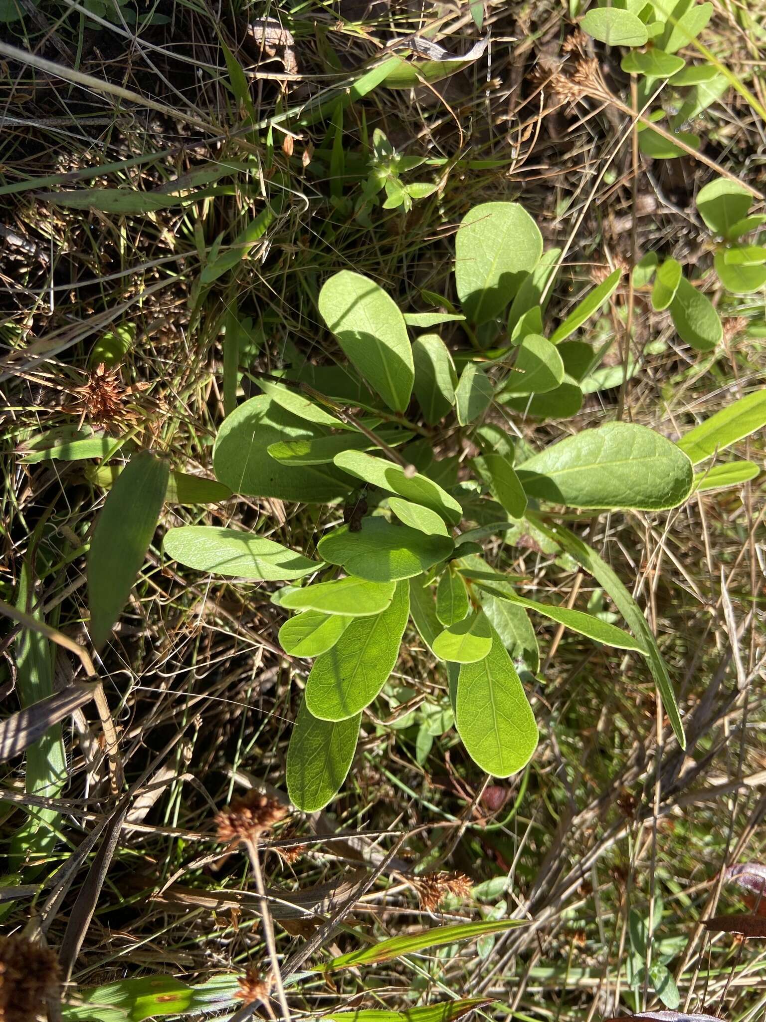 Image of Royal False Pawpaw