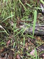 Image of Australian panicgrass