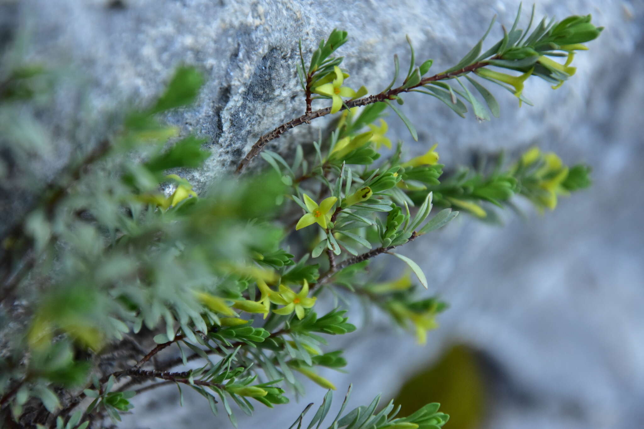 Image of Thymelaea dioica (Gouan) All.