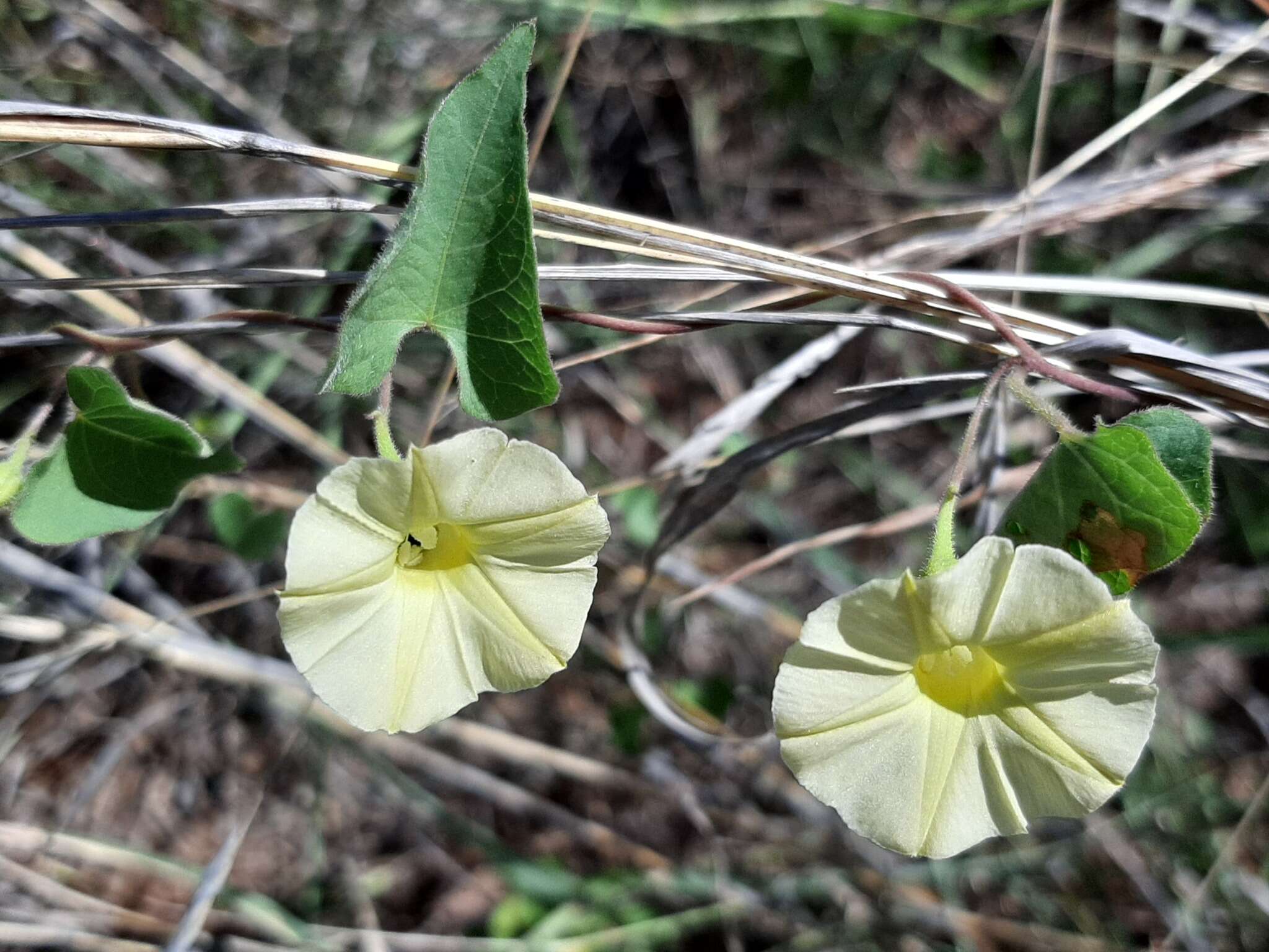 Image of Cienfuegosia digitata Cav.