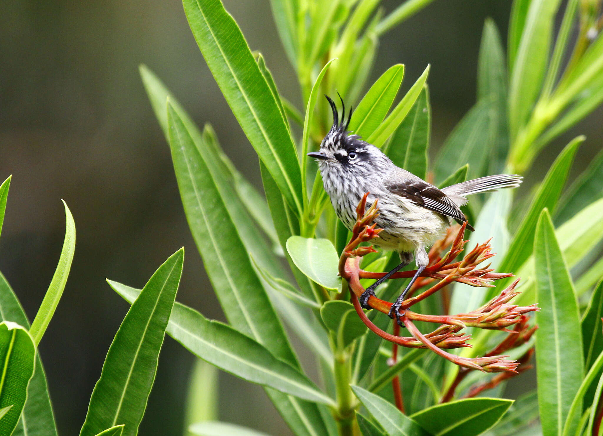 Image of Tufted Tit-Tyrant