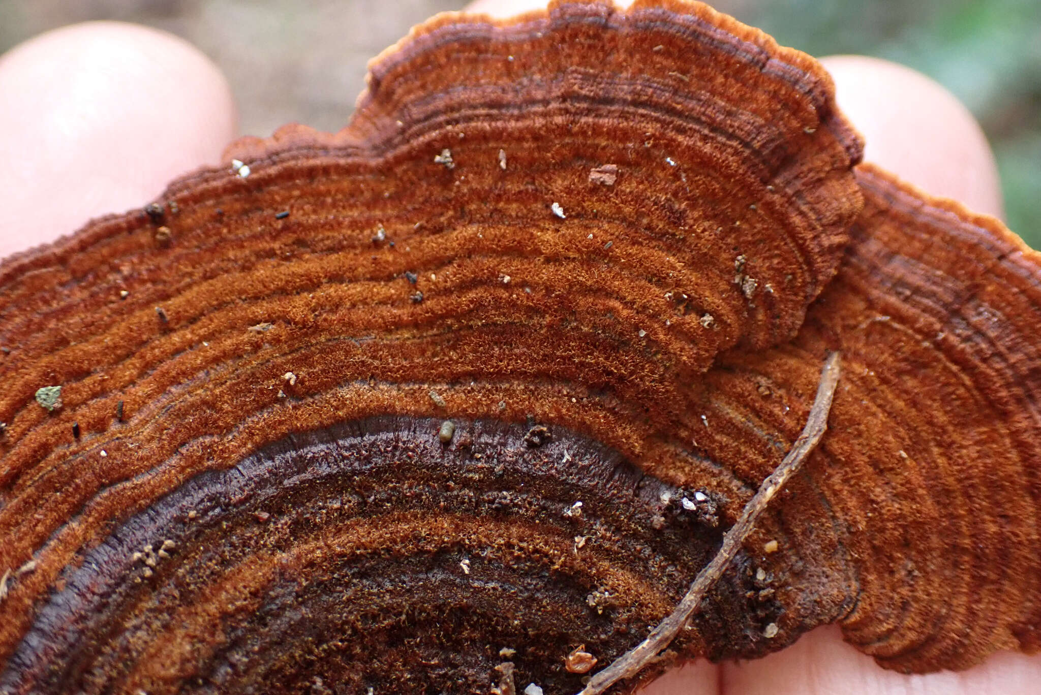 Image of Hymenochaete setipora (Berk.) S. H. He & Y. C. Dai 2012