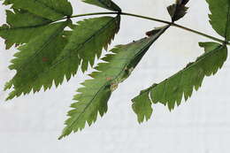 Image of Rowan Midget