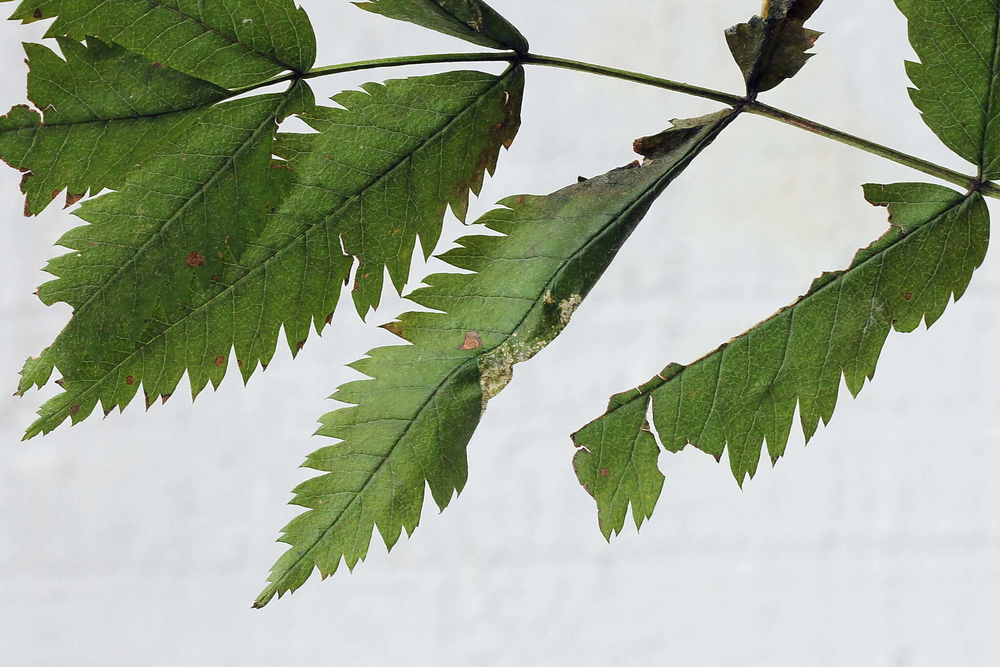 Image of Rowan Midget