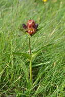 Image of Gentiana purpurea L.