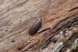 Image of Armadillidium pictum Brandt 1833