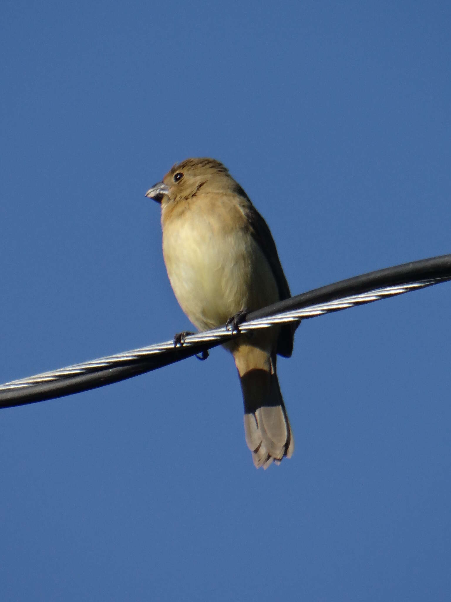 Sporophila leucoptera (Vieillot 1817) resmi