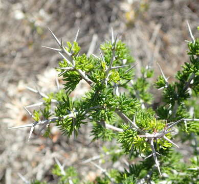 Image of Asparagus mariae (Oberm.) Fellingham & N. L. Mey.