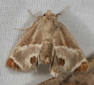 Image of Shagreened Slug Moth