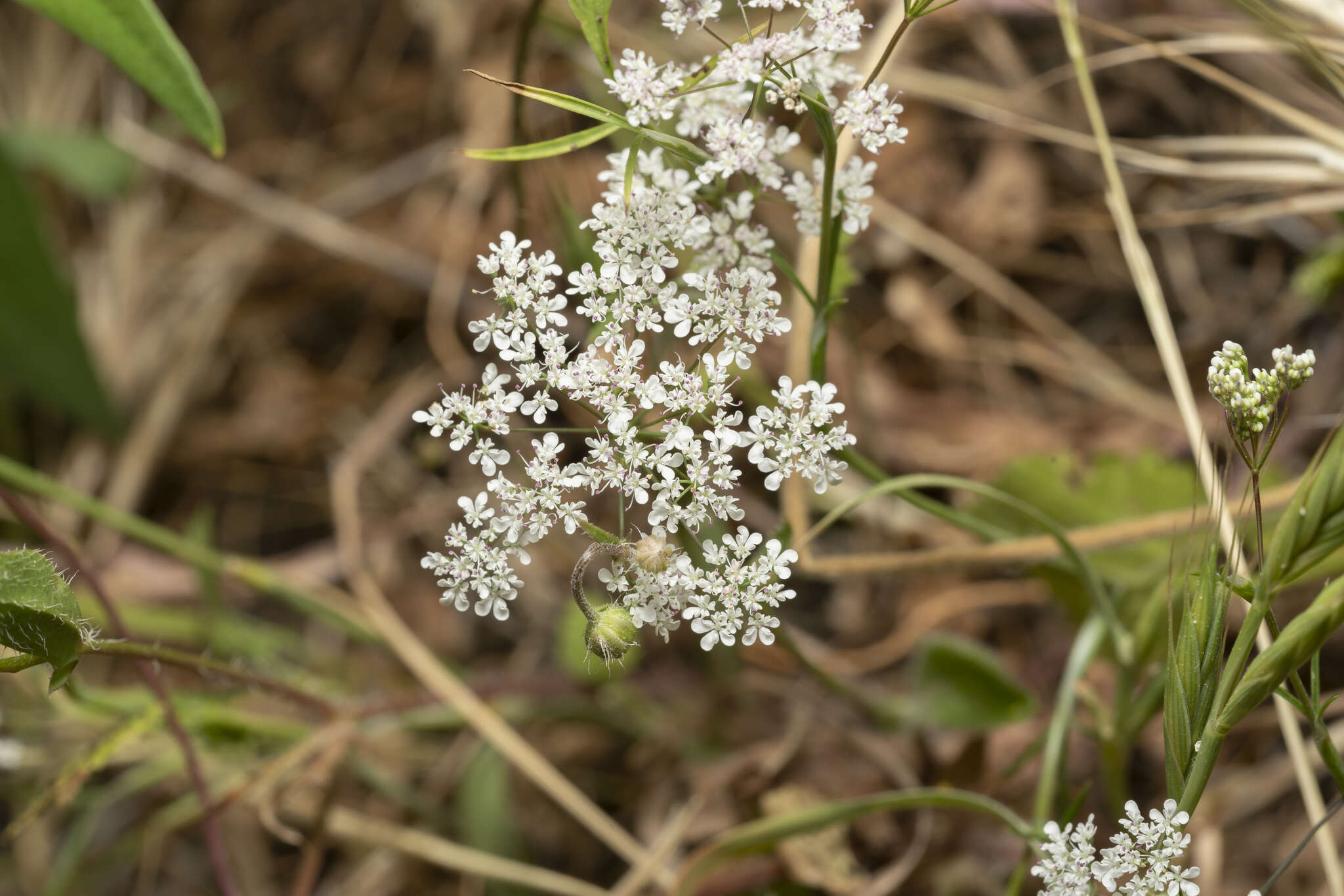 Image of Pimpinella cretica Poir.