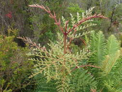 Image of Lomatia ferruginea R. Br.