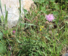 Image of Centaurea kemulariae Dumbadze