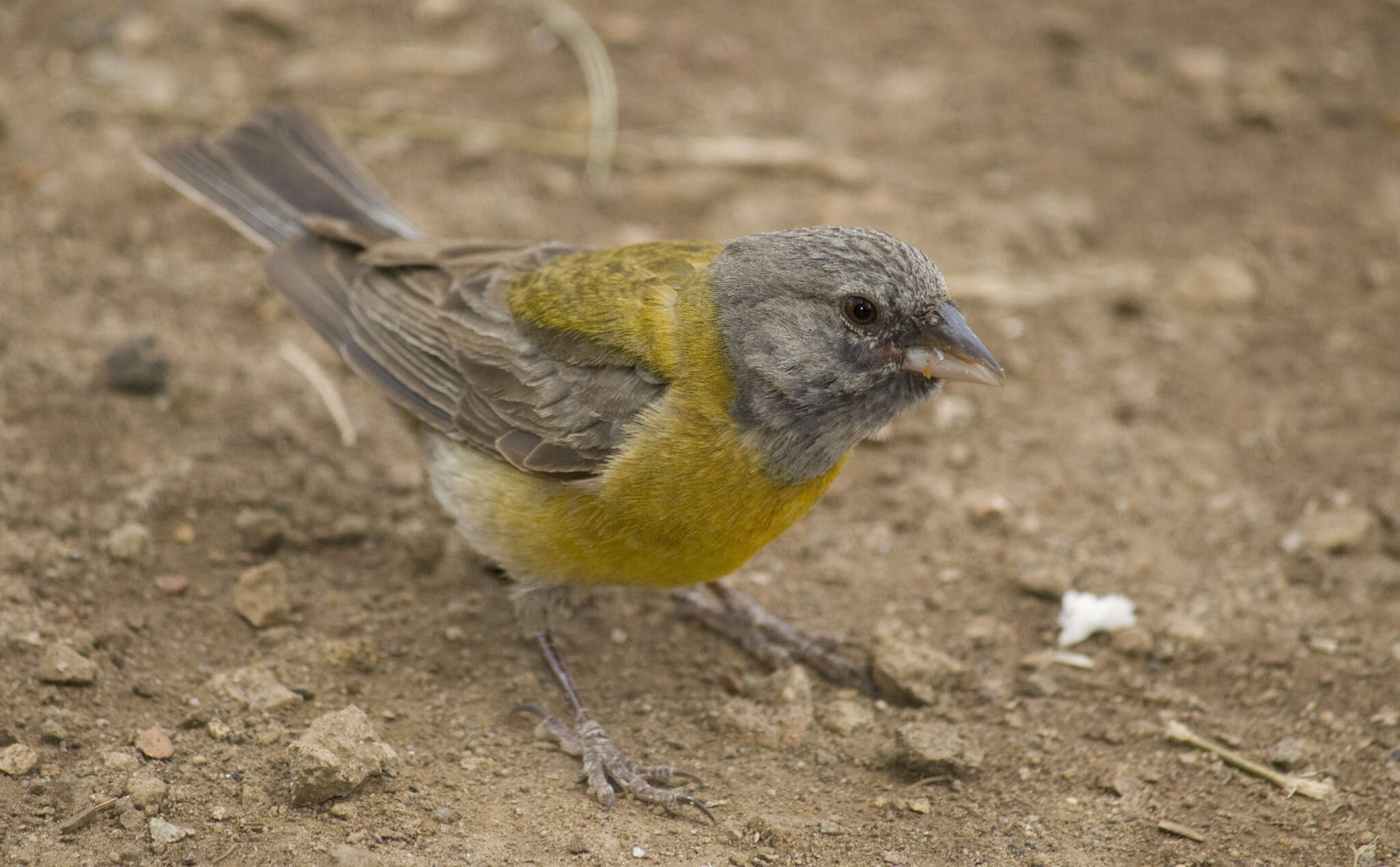 Image of Gray-hooded Sierra-Finch