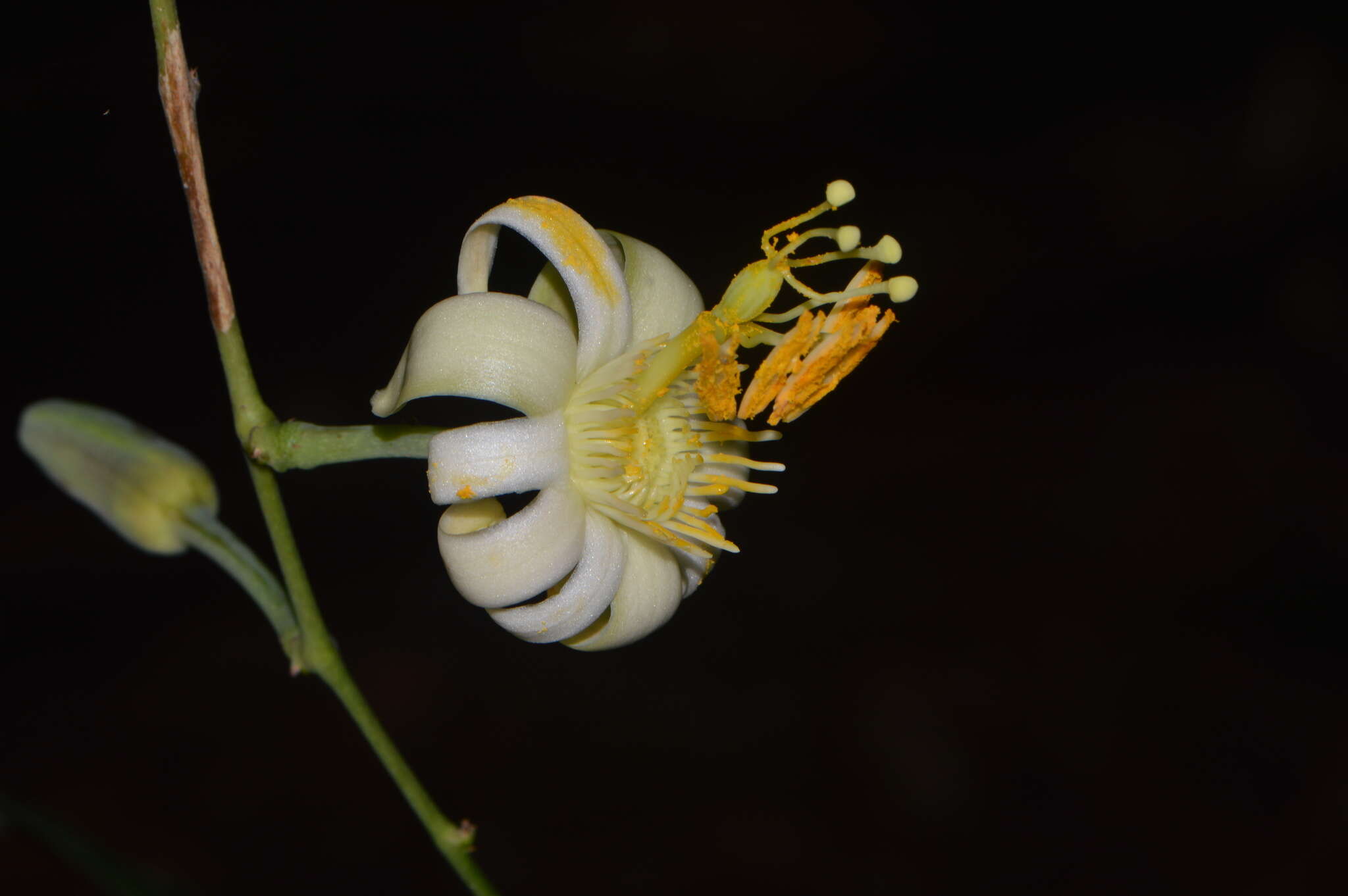 صورة Passiflora contracta Vitta