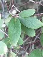 Image of Fragrant tree daisy