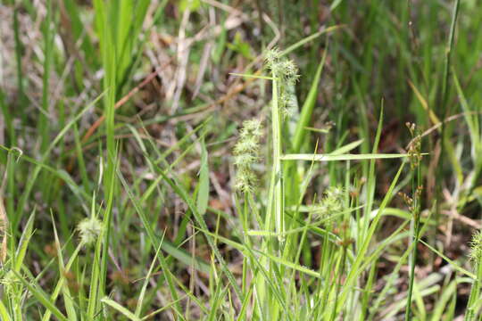 Image of Bush's umbrella-sedge