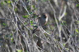 Image of Psaltriparus Bonaparte 1850