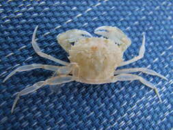 Image of blue-leg swimcrab