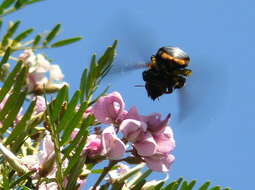 Image of Xylocopa flavorufa (De Geer 1778)