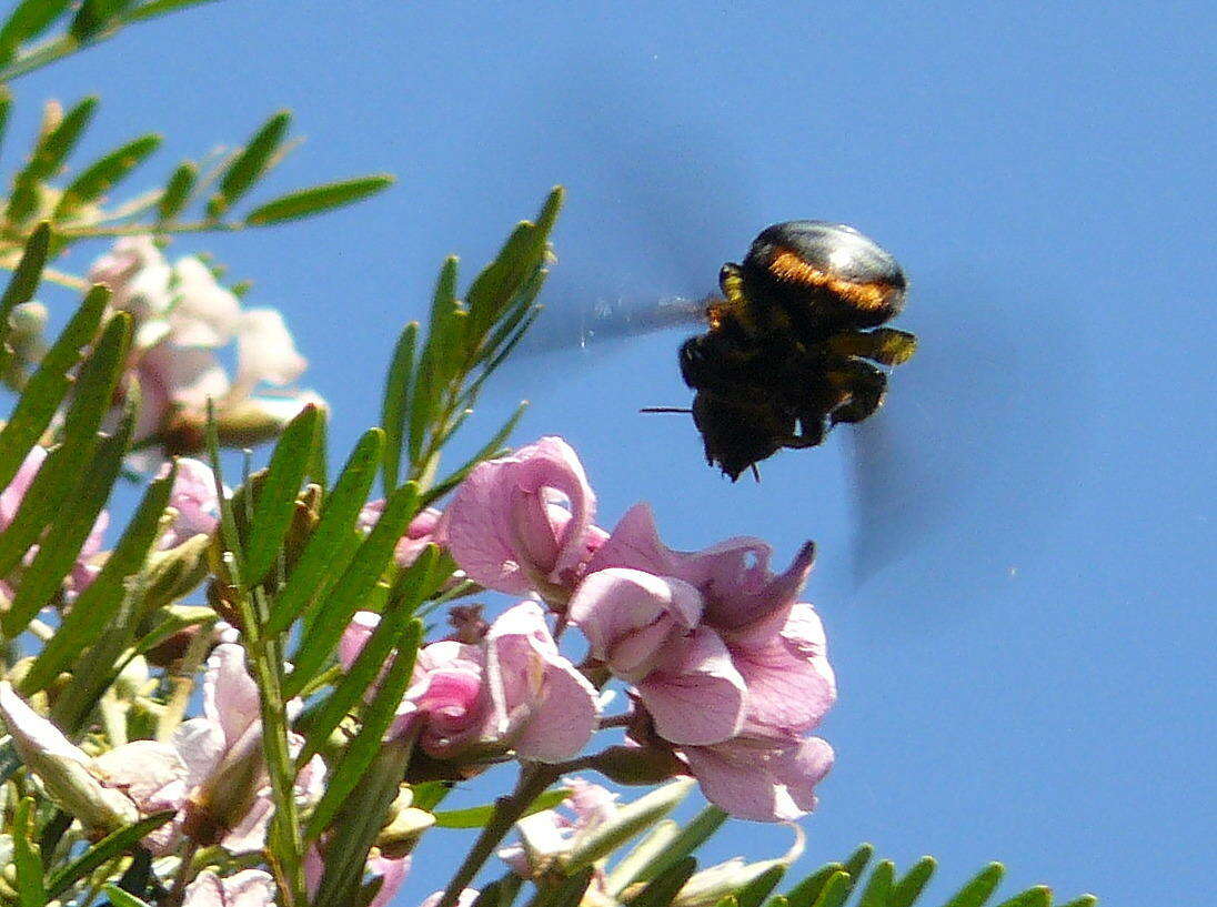 Plancia ëd Xylocopa flavorufa (De Geer 1778)