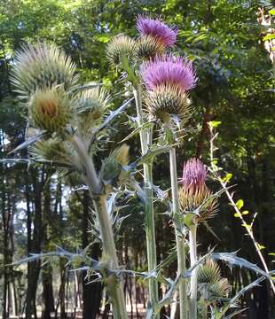 Image of Cirsium rhaphilepis (Hemsl.) Petr.