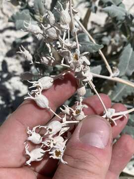 Image of Ash Meadows blazingstar