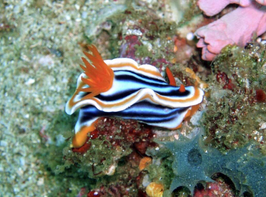 Image de Chromodoris magnifica (Quoy & Gaimard 1832)