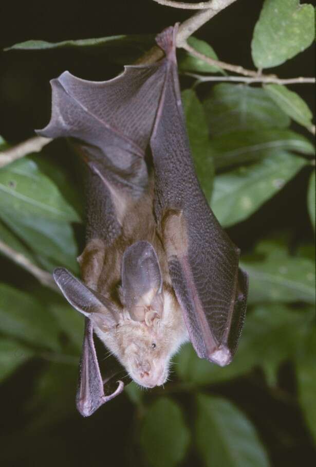 Image of Large-eared Slit-faced Bat