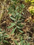 Image de Euphorbia glareosa Pall. ex M. Bieb.